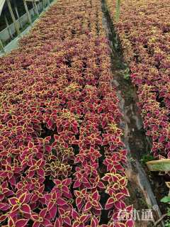 高度10厘米彩叶草