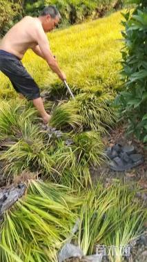 高度25厘米金叶石菖蒲