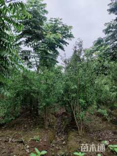 高度200厘米丛生花石榴