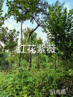 高度4厘米红花紫薇