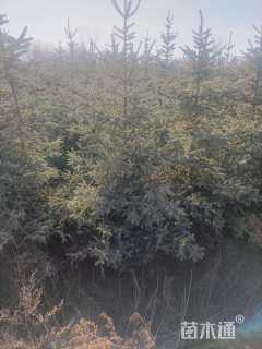 高度100厘米云杉