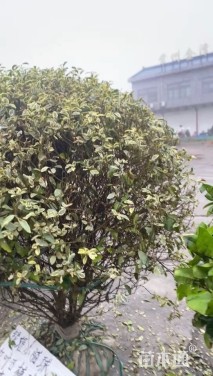 冠幅120厘米银姬小蜡球