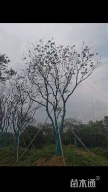 46公分朴树