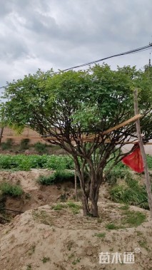 高度290厘米紫斑牡丹