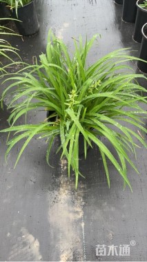 高度20厘米大花萱草