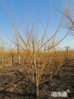 高度700厘米丛生金枝槐