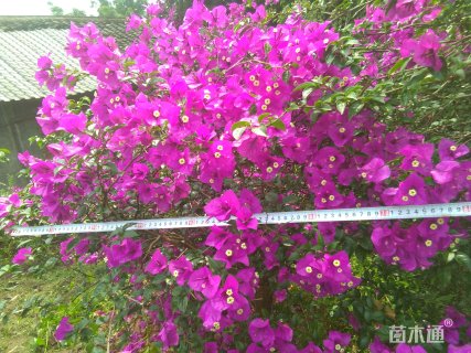 高度140厘米三角梅