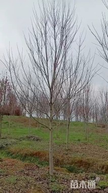 10公分美国红枫