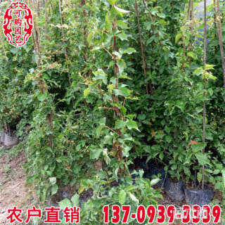100厘米炮仗花