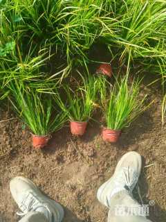 高度25厘米金叶石菖蒲