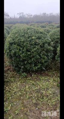 冠幅250厘米海桐球