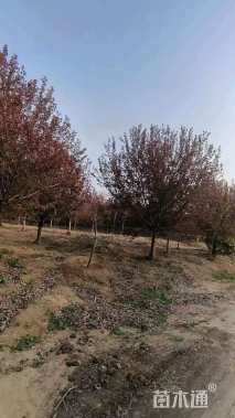 10公分绚丽海棠