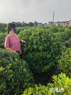 冠幅100厘米海桐球