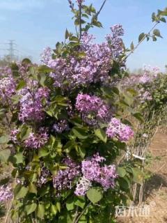 高度100厘米丁香