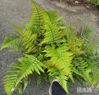 高度30厘米彩虹蕨