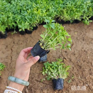 高度12厘米千屈菜