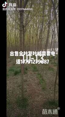 5公分金叶复叶槭