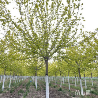 10公分金叶复叶