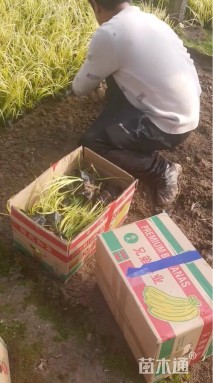 高度25厘米金叶石菖蒲