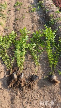 高度60厘米水蜡