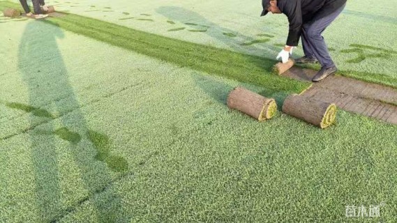 草卷状马尼拉草