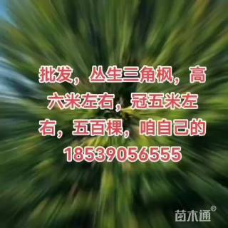 高度5厘米丛生三角枫