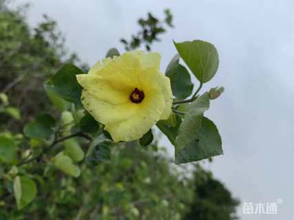 高度50厘米海滨木槿