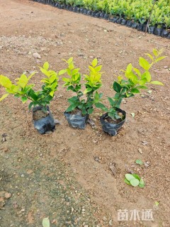 高度25厘米金森女贞