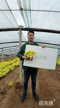 高度10厘米彩叶草