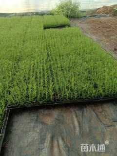 高度15厘米迷迭香