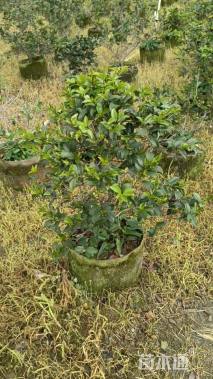 冠幅60厘米茶梅球