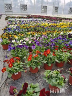 高度10厘米角堇