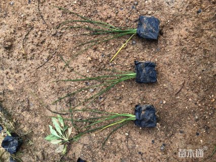 高度15厘米葱兰