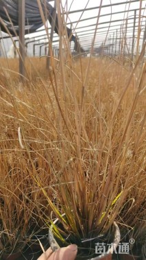 高度18厘米小兔子狼尾草