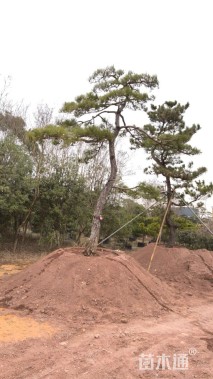 高度510厘米别墅松