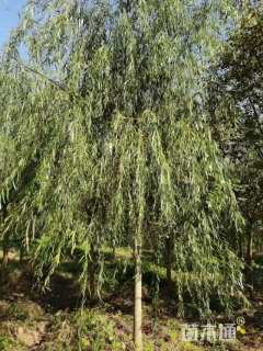 5公分垂柳