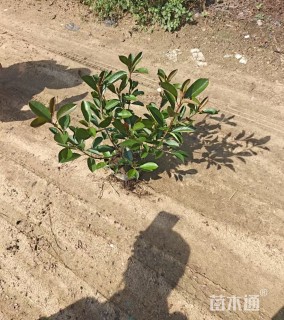 1公分红叶石楠中桶苗