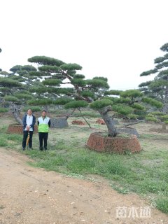 20公分造型黑松