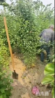 高度150厘米丛生木槿