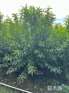 8公分碧桃