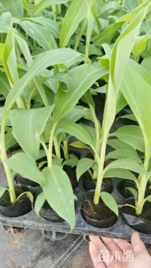 高度30厘米香蕉
