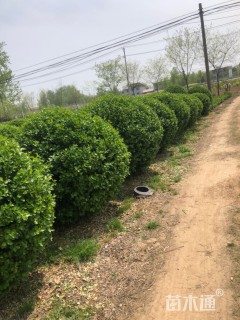 冠幅200厘米卫矛球