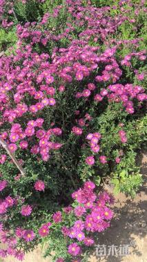 高度30厘米紫菀