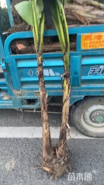 高度150厘米芭蕉