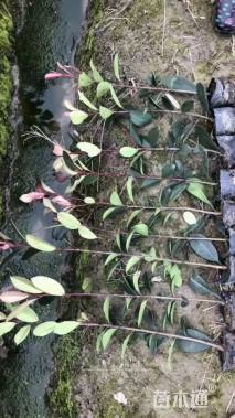 高度40厘米红叶石楠小苗