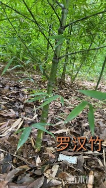 地栽苗罗汉竹
