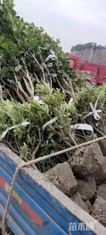 高度100厘米茶花