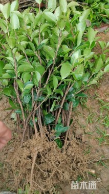 高度25厘米茶梅小苗