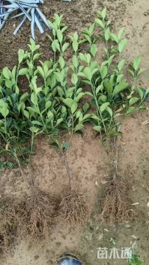 高度40厘米黄杨