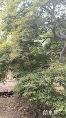 高度400厘米羽毛枫